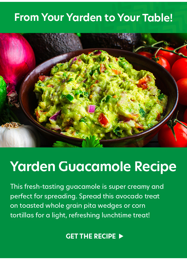 Guacamole Recipe