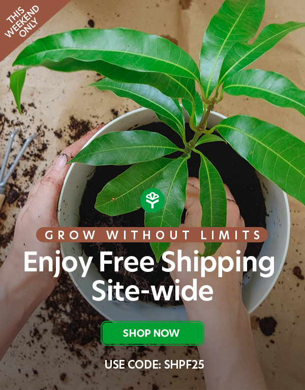 Free Shipping