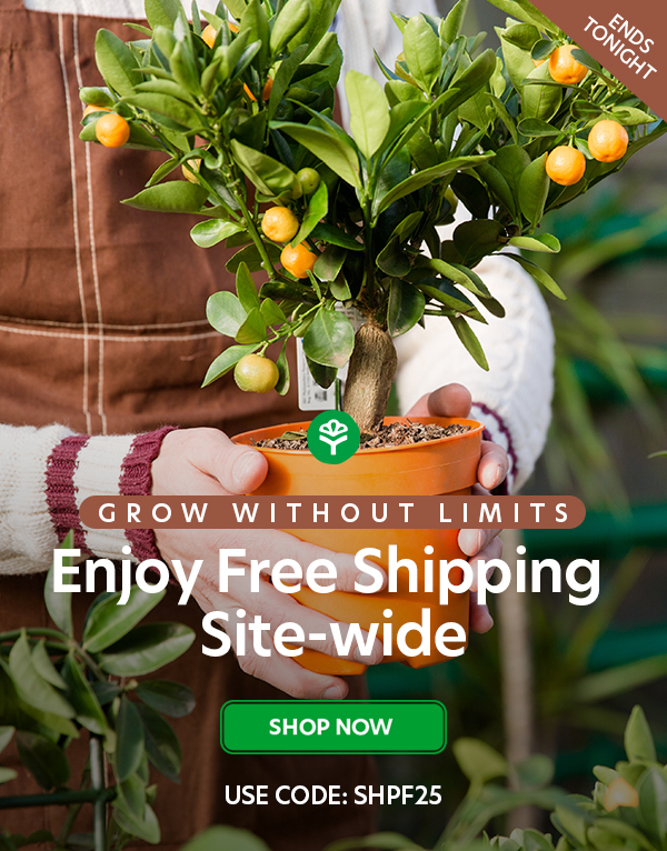 Free Shipping