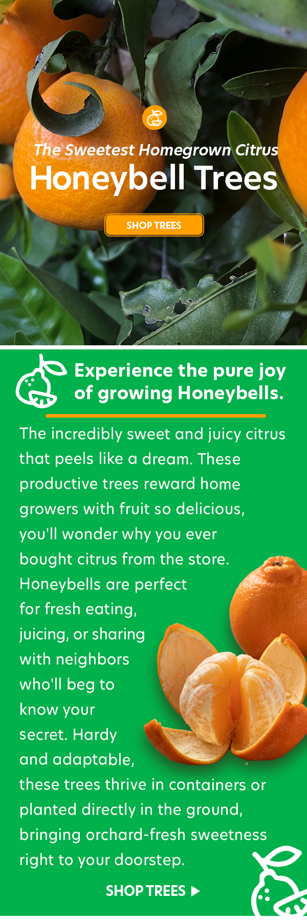 Honeybell Trees