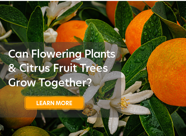 Can flowering plants and citrus trees grow together