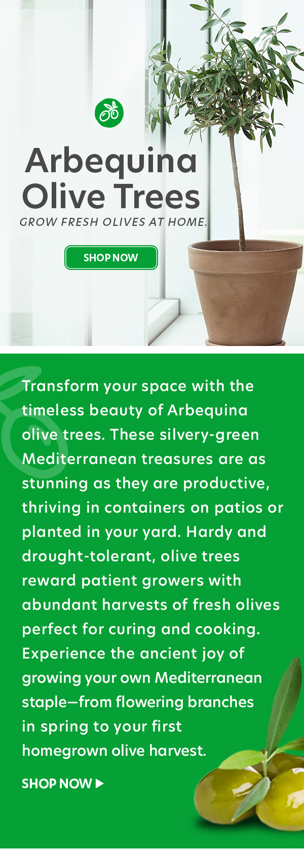 Arbequina Olive Trees