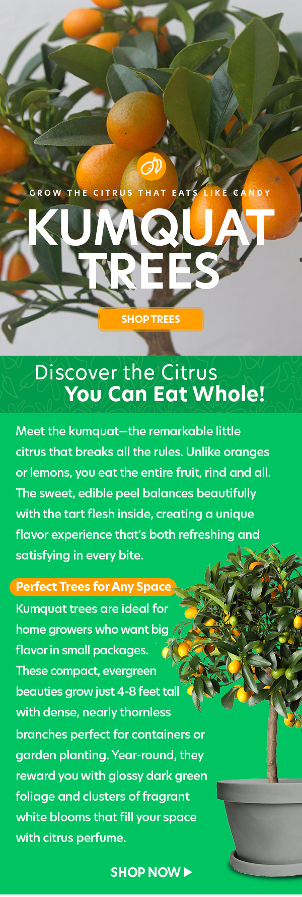 Kumquat Trees