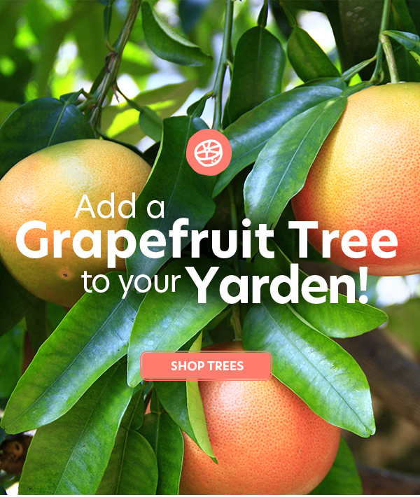 Grapefruit Trees