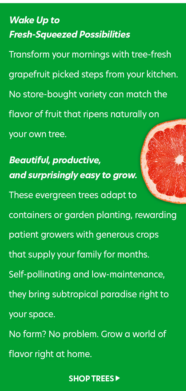 Grapefruit Trees