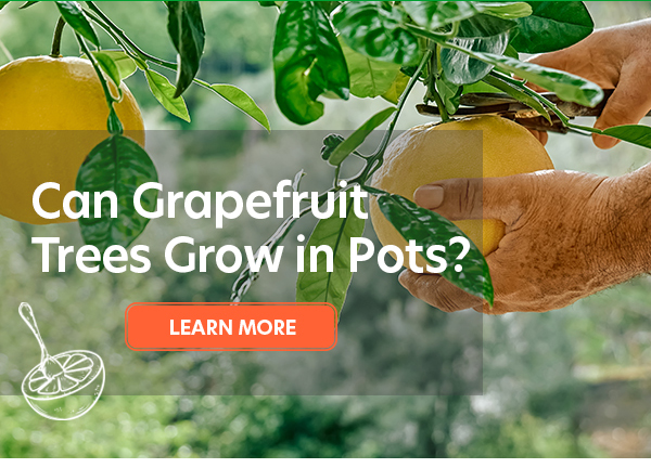 Can Grapefruit Trees Grow in Pots