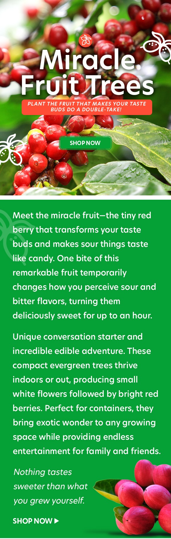 Shop Miracle Fruit Trees