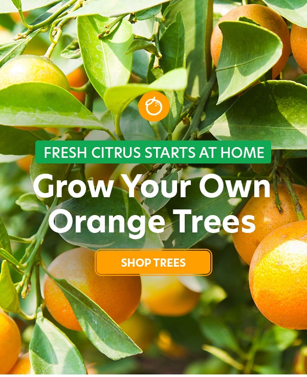 Orange Trees