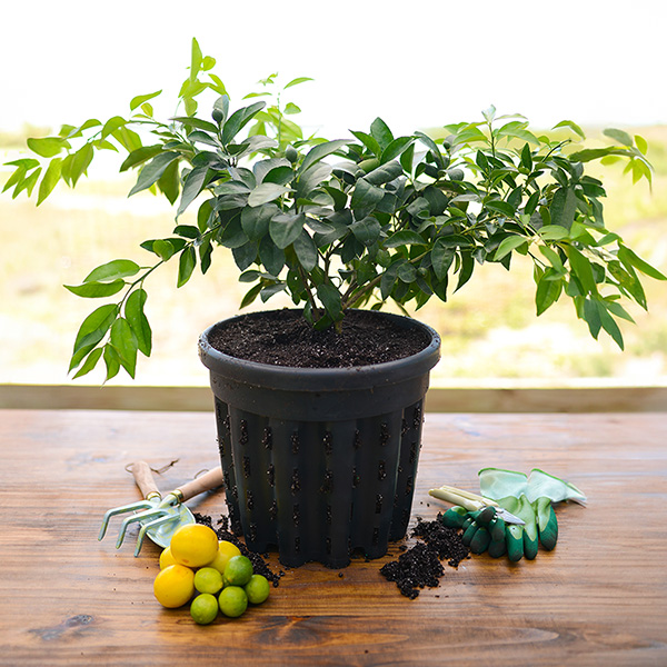 Image of Cocktail Tree - Meyer Lemon