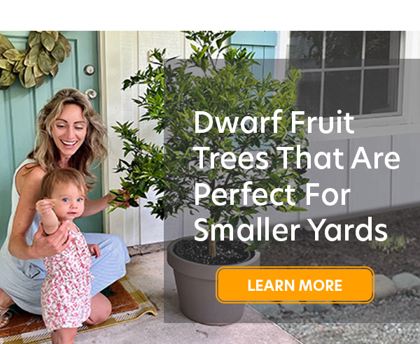 Dawrf Trees That are Perfect for Smaller Yards