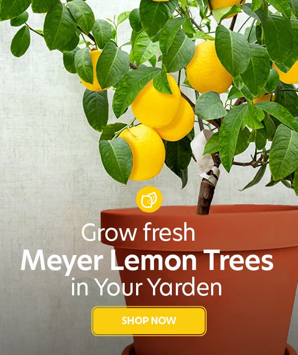 Meyer Lemon Tree
