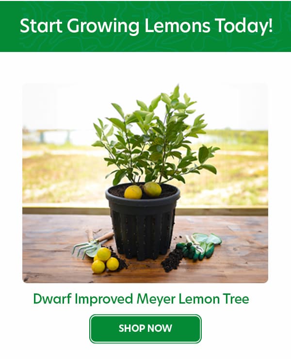Dawrf Trees That are Perfect for Smaller Yards