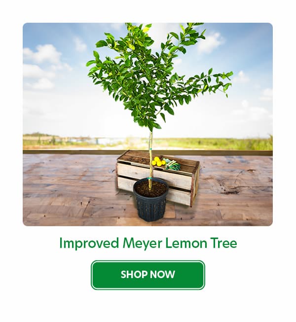 Meyer lemons are a sweet treat you can grow in your Yarden