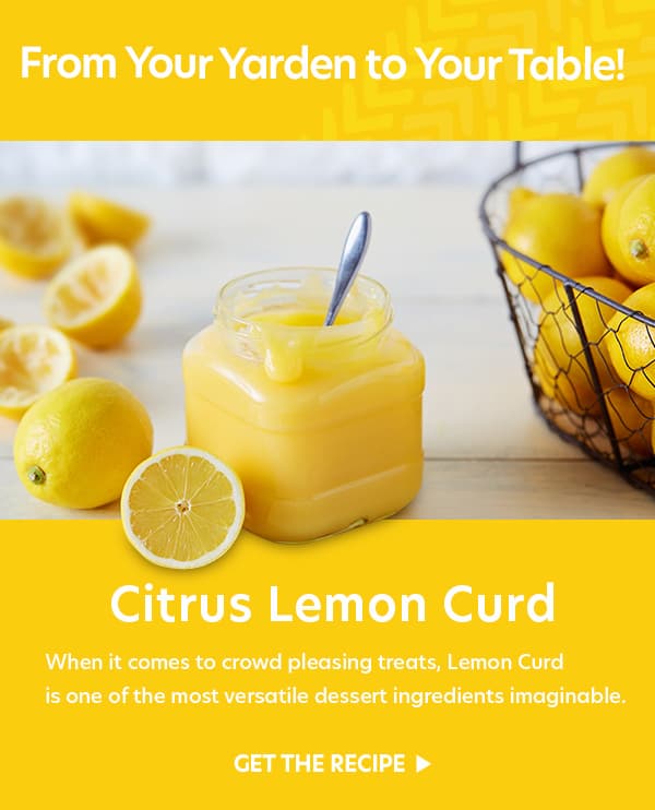 make your own lemon curd