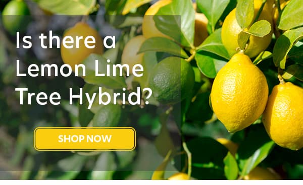 Is there a Lemon Lime Hybrid?