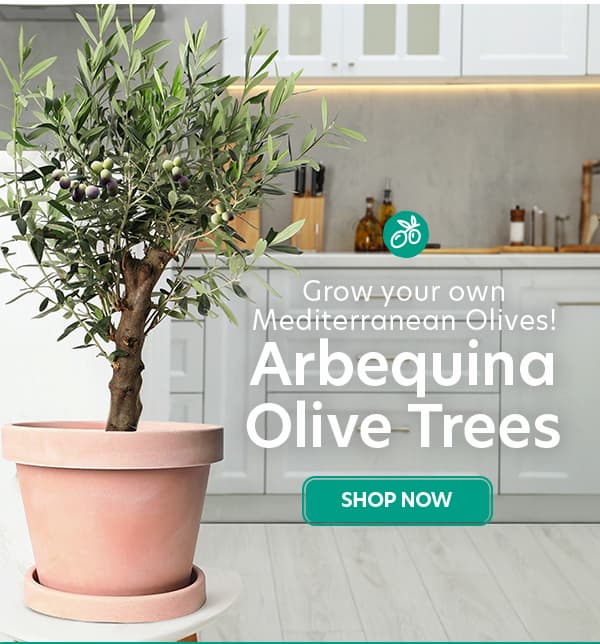 Arberquina Olive Trees