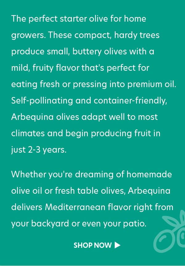 Arberquina Olive Trees