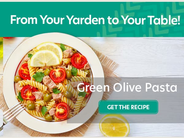 Is there a Lemon Lime Hybrid?