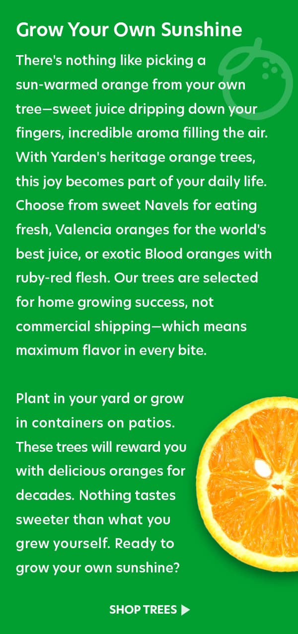 Arberquina Olive Trees