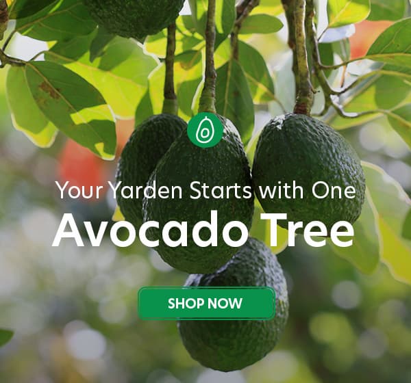 avocado trees