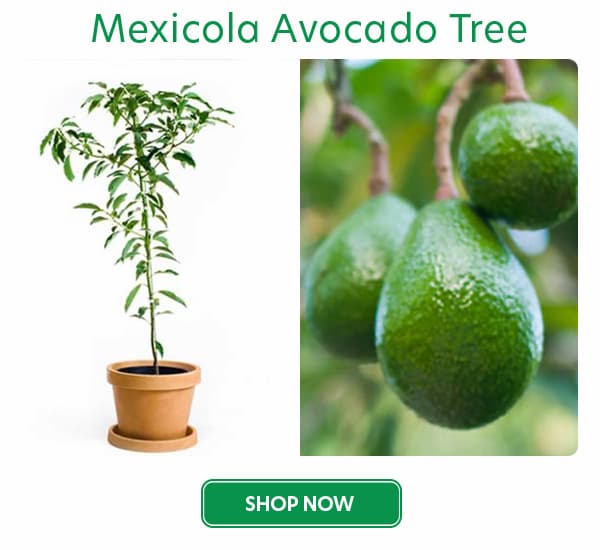 Mexicola avocado trees
