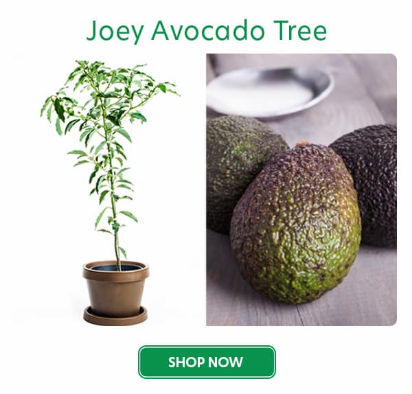 Joey avocado trees