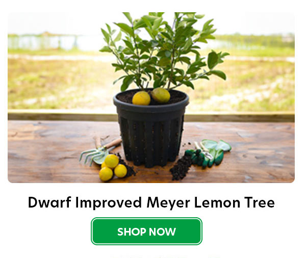 dwarf meyer lemon tree