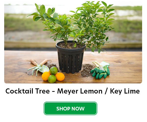 cocktail meyer lemon/ key lime