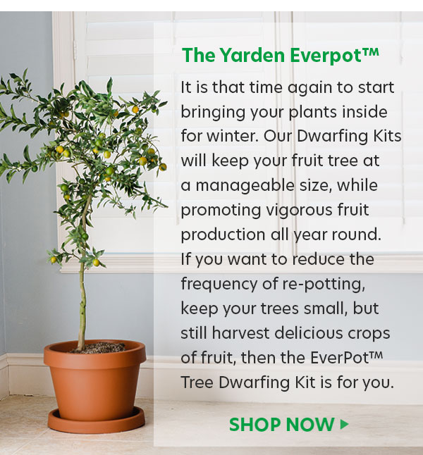 Arbequina Olive Tree