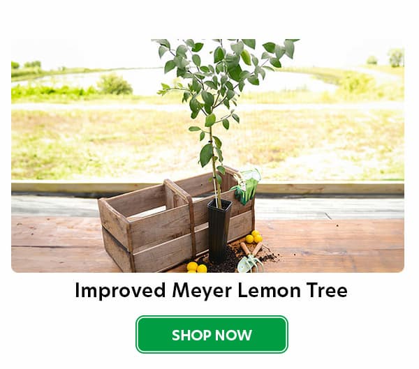 Improved meyer lemon tree