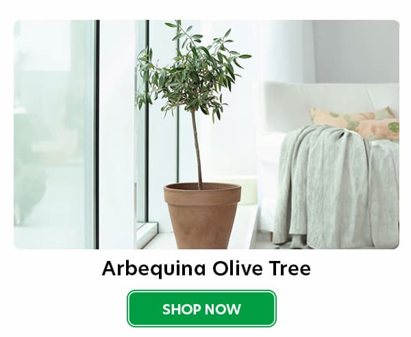 arbequina olive tree
