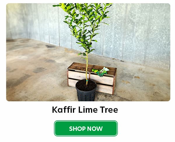 Kaffir Lime Tree