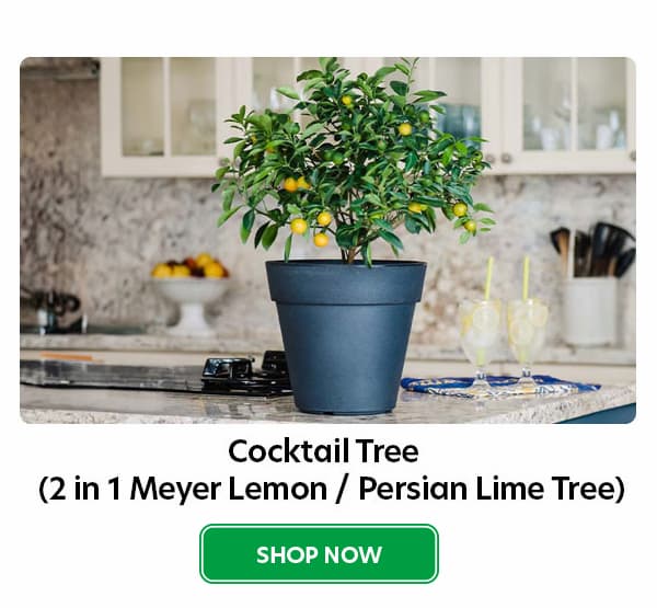 cocktail tree Mayer lemon/ persian Lime