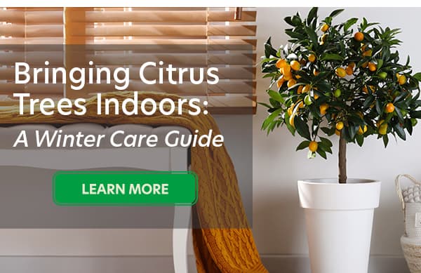 Bringing citrus indoors for the winter
