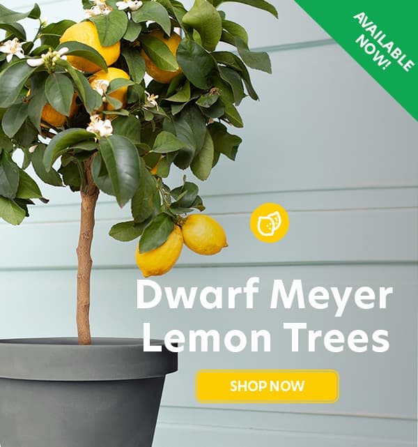 $20 off and free shipping on orders over $99