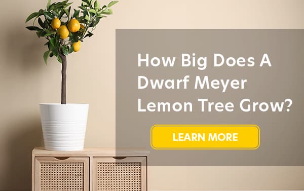 how big does a dwarf Meyer lemon tree grow