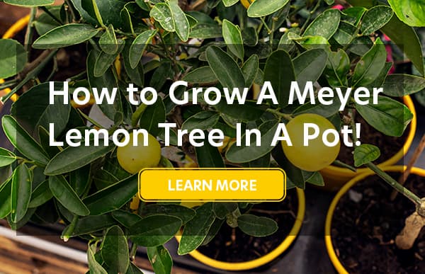 How to grow a Meyer lemon tree in a pot
