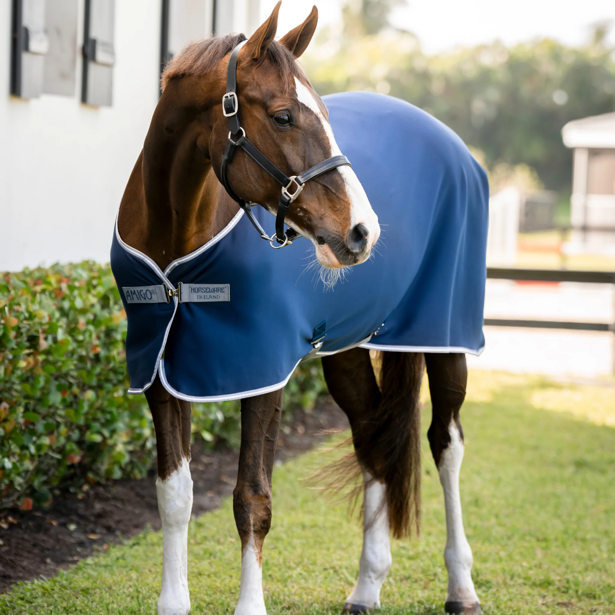 Image of Amigo Jersey Cooler