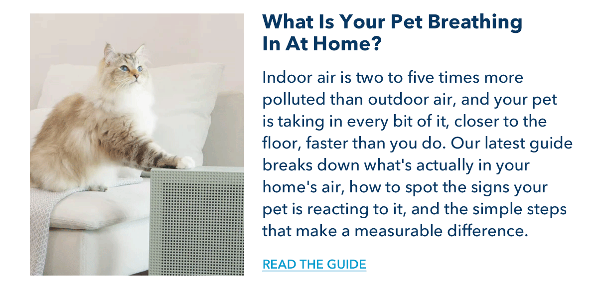What Is Your Pet Breathing In At Home?