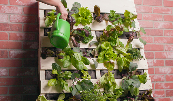 Grow Your Own Food in Small Spaces