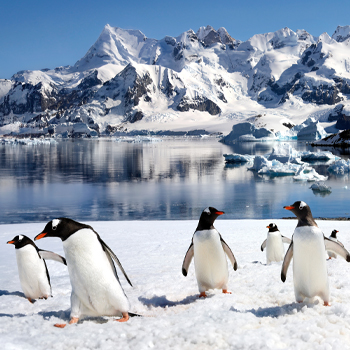 South America & Antarctica Cruises