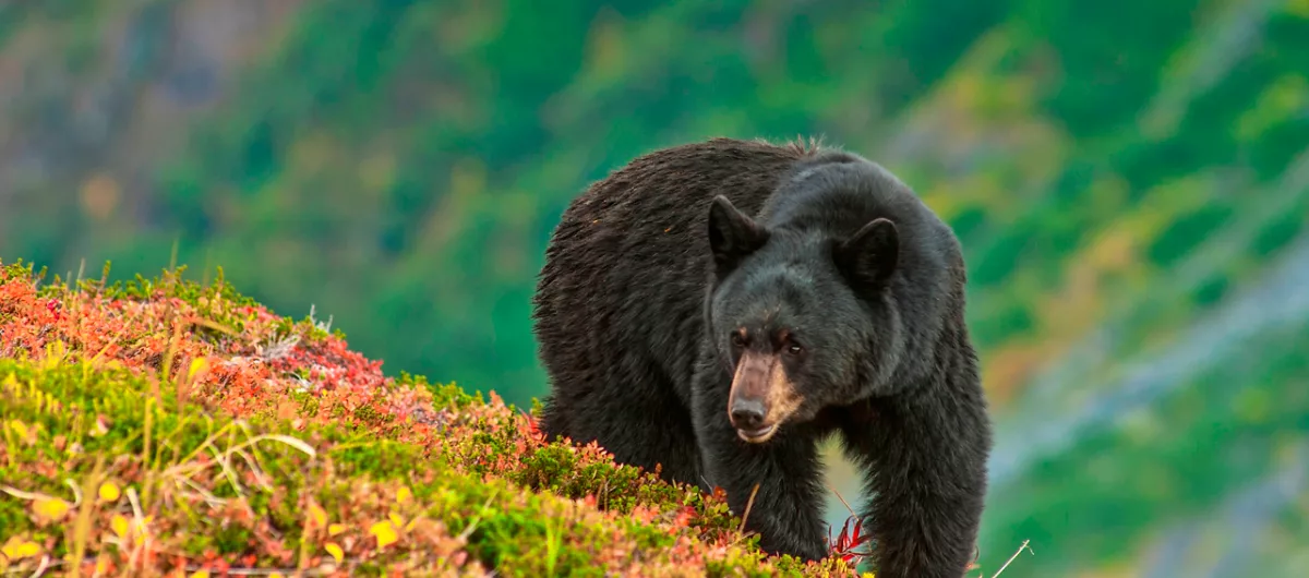 Black Bear Hillside Alaska