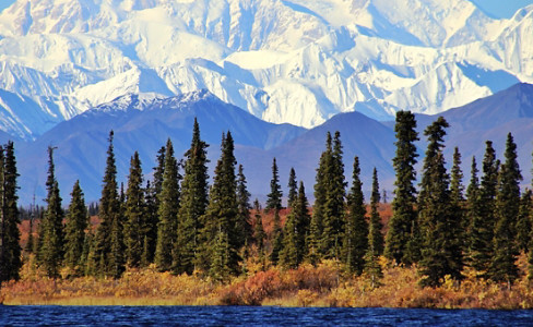 Denali Mountain Riverside Trees Alaska