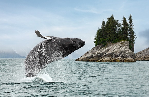 Alaska Cruises