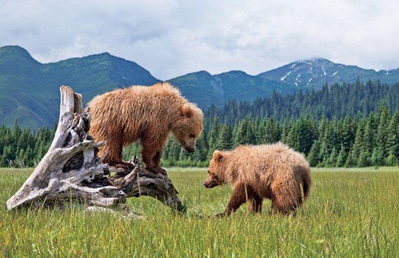 Alaska & Denali Cruisetours