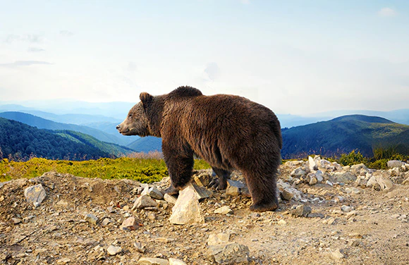 Alaska & Denali Cruisetours