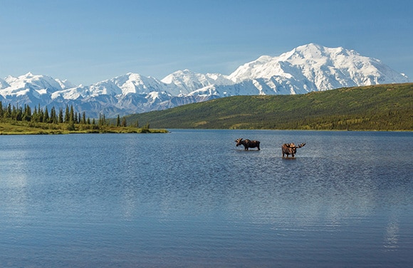 Alaska & Denali Cruisetours