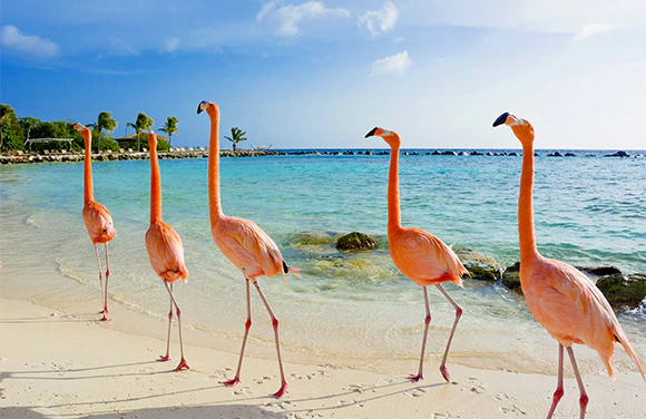 9+ Day Caribbean