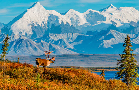 Alaska & Denali Cruisetours