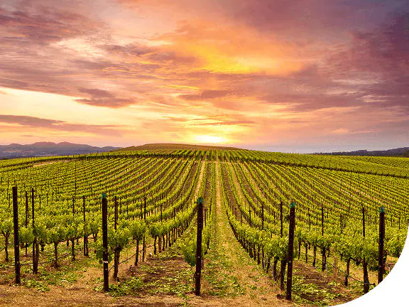 Napa Valley, California.